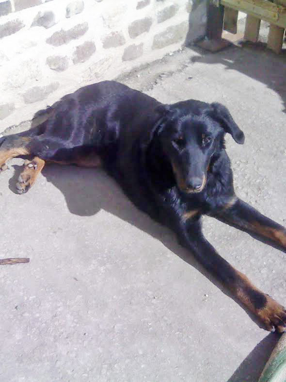 domainedelalicorne.fr Elevage de beauceron chiot beauceron pure race élevage du clos de la licorne elevage des gardiens de la licorne elevage beauceron noir et feu authentique gros gabarits élevage de Beauceron familial sérieux et qualité domainedelalicorne.fr suivi des chiots conseil d’éducation chiot propre bas rouge santé caractère spécialiste du beauceron noir et feu ou arlequin chien rustique berger de France  nos chiots sont élevés avec amour et attention notre passion au service de la qualité Beauceron de qualité et sportif domaine de la licorne 04380 BARRAS élevage en liberté éleveur berger de beauce élevage de beauceron de travail 